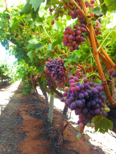 grapes on a vine-fruit-doctors