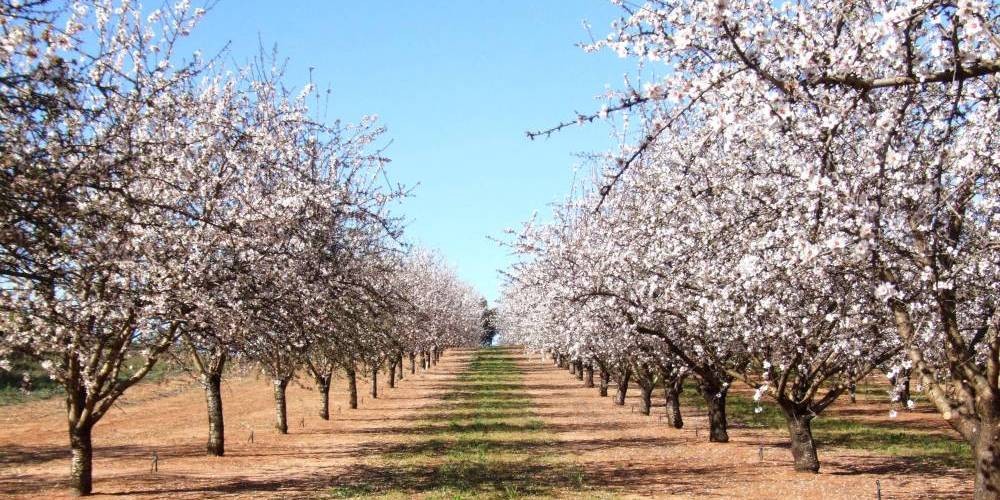 Almond-trees-flowers-fruit-doctors-loxton-e1413164792181